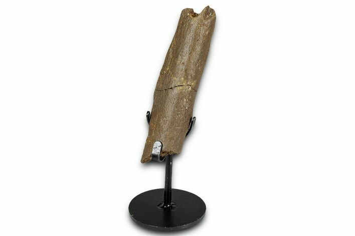 Fossil Hadrosaur Rib Section w/ Metal Stand - South Dakota #339062